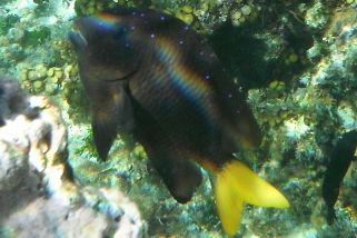 Plectroglyphidodon lacrymatus - Juwelen-Riffbarsch